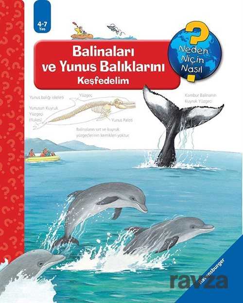 Maksi Balinaları ve Yunus Balıklarını Keşfedelim / Neden, Niçin, Nasıl? Serisi - Mikado Yayınları
