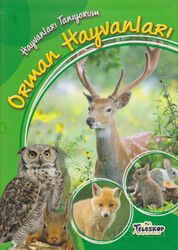 Orman Hayvanları / Hayvanları Tanıyorum - Teleskop Popüler Bilim